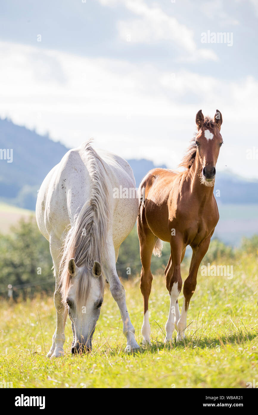 Arabian Horse. Grigio mare con castagne puledro in piedi su un pascolo. Austria Foto Stock