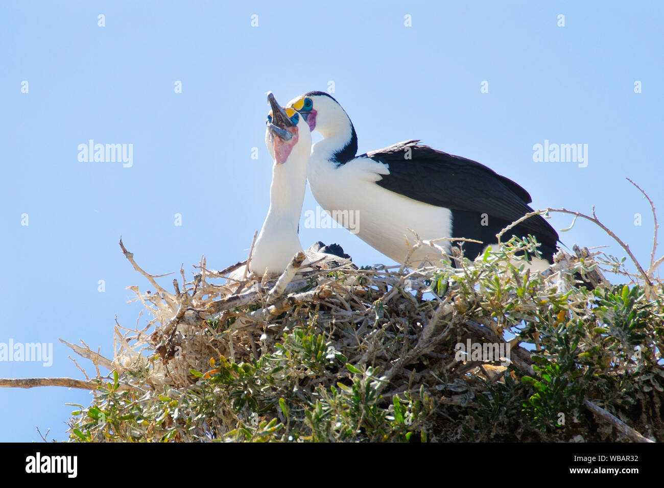 Pied cormorano (Phalacrocorax varius), allevamento coppia al nido. Il ciclo di allevamento è fortemente influenzata dalla disponibilità di cibo. Bird Island, Shoa Foto Stock