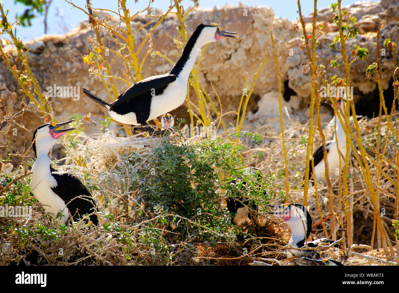 Pied cormorano (Phalacrocorax varius), area di nidificazione. Il ciclo di allevamento è fortemente influenzata dalla disponibilità di cibo. Bird Island, Shoalwater è Foto Stock
