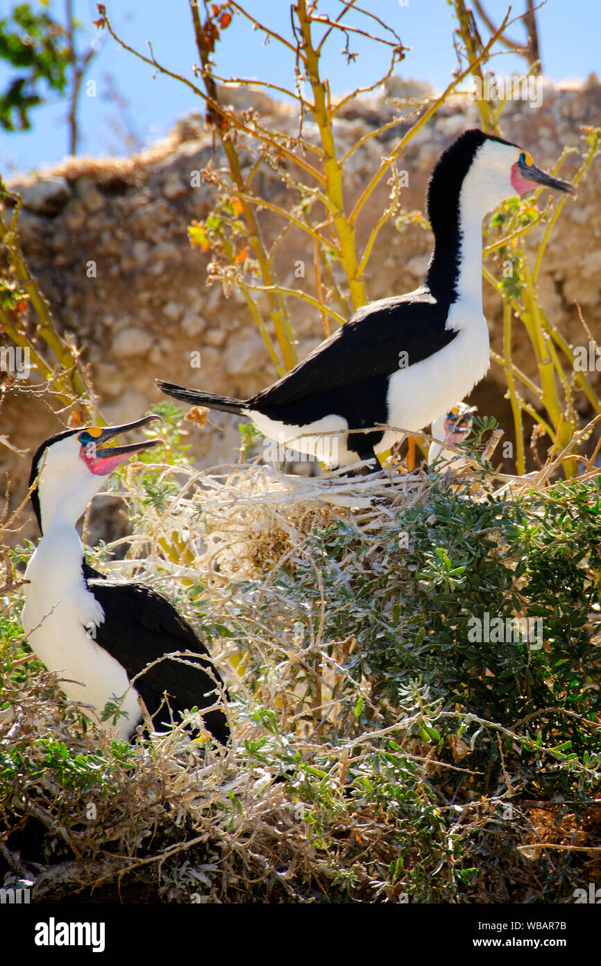 Pied cormorano (Phalacrocorax varius), coppia. Bird Island, Shoalwater Islands Marine Park, vicino a Rockingham, Australia occidentale Foto Stock