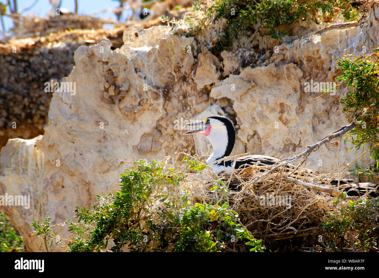 Pied cormorano (Phalacrocorax varius), la nidificazione. Il ciclo di allevamento è fortemente influenzata dalla disponibilità di cibo. Bird Island Isole Shoalwater Foto Stock