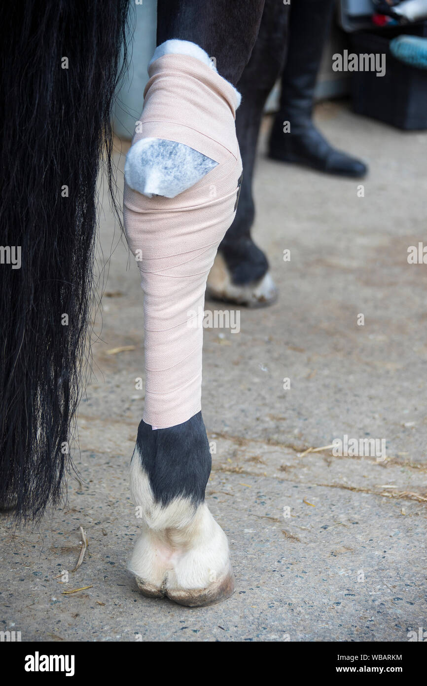 Cavalli domestici. Bendaggio sulla zampa posteriore di un cavallo. Germania Foto Stock
