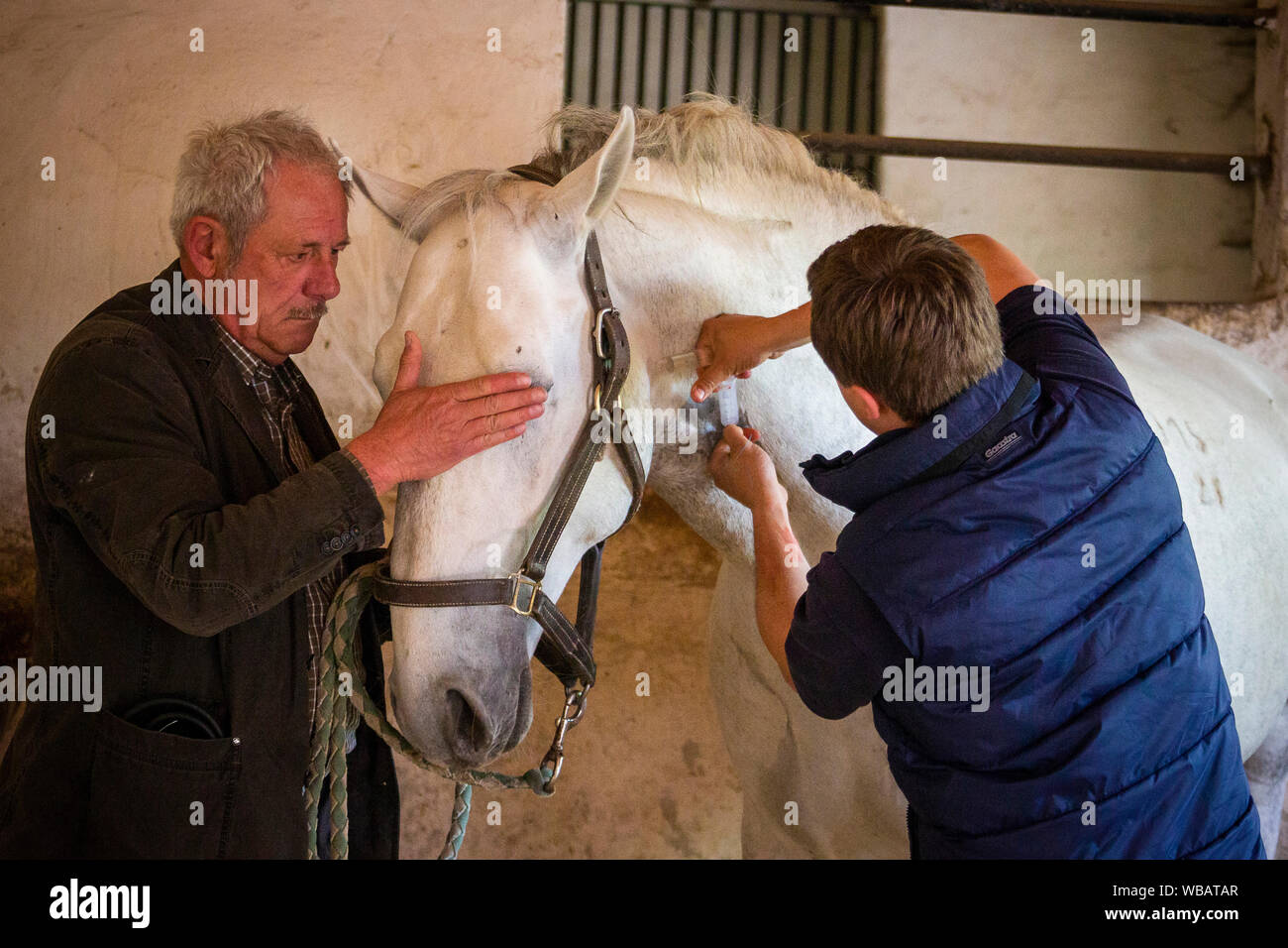 Lipizzan. La castrazione di uno stallone. Il cavallo riceve un'iniezione. Germania Foto Stock