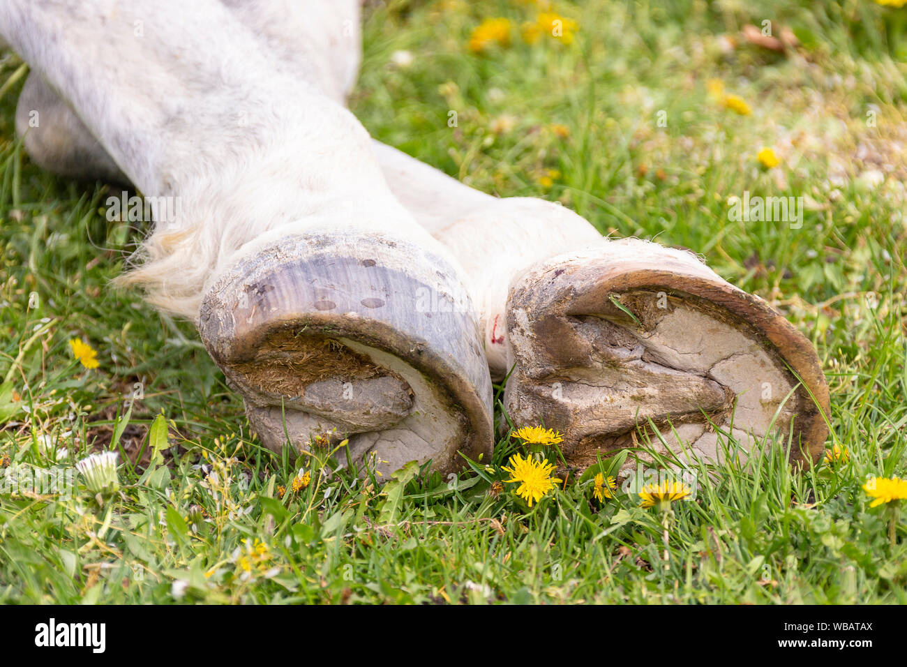 Cavallo morto giacente su un pascolo. Germania Foto Stock