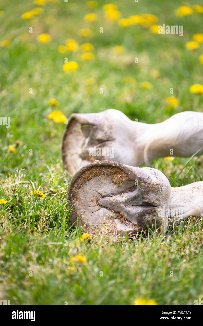 Cavallo morto giacente su un pascolo. Germania Foto Stock