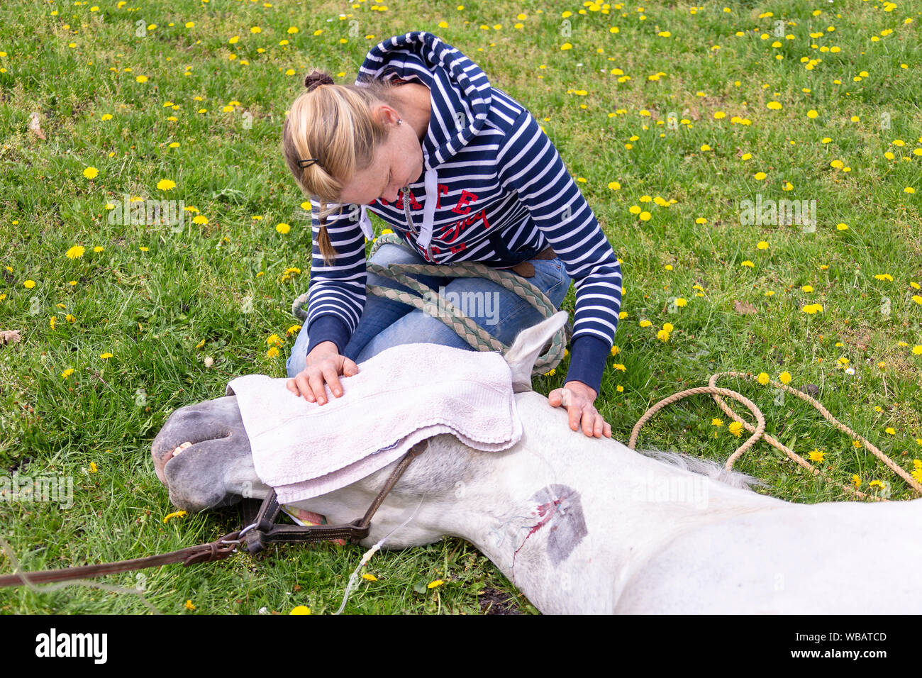 Una donna che piange la morte di un cavallo morto in un pascolo. Germania Foto Stock