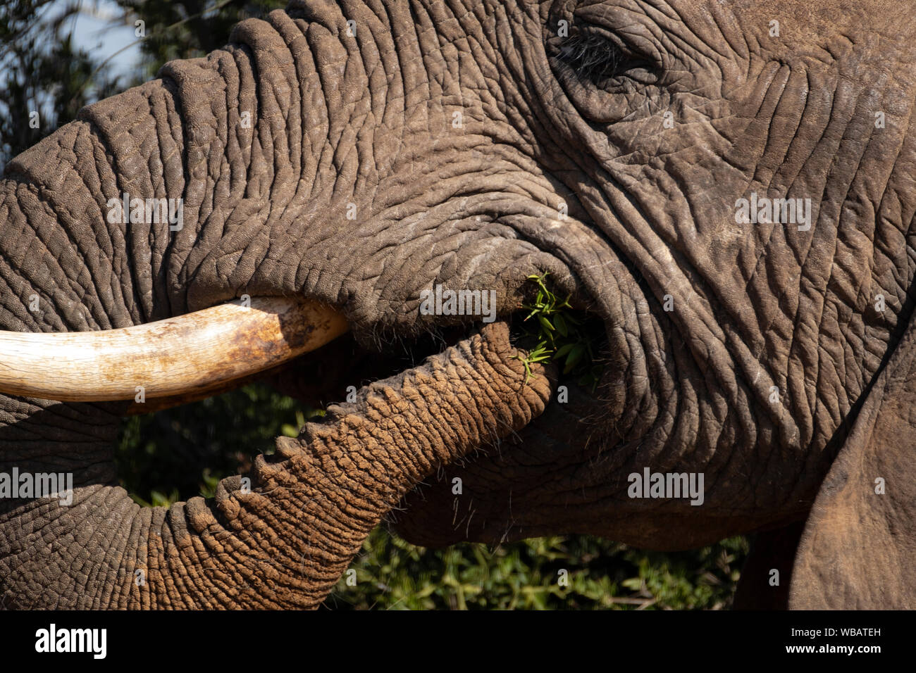 Elefante che mangia Foto Stock