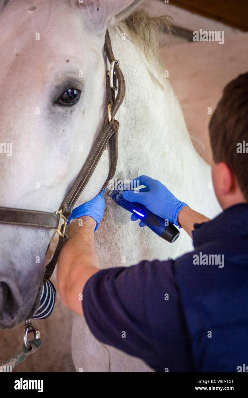 Lipizzan. La castrazione di uno stallone. Il rivestimento viene rasata per consentire accesso per infusione. Germania Foto Stock