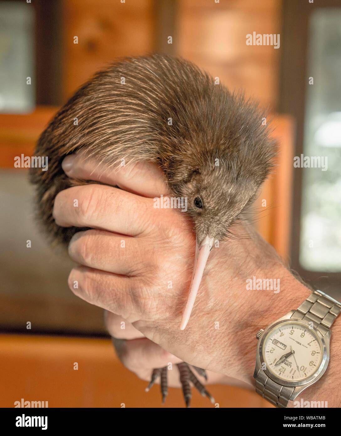 Il detentore degli animali tiene giovani kiwi (Apteryx) nella sua mano, Otohoranga House, Waikato, Isola del nord , Nuova Zelanda Foto Stock