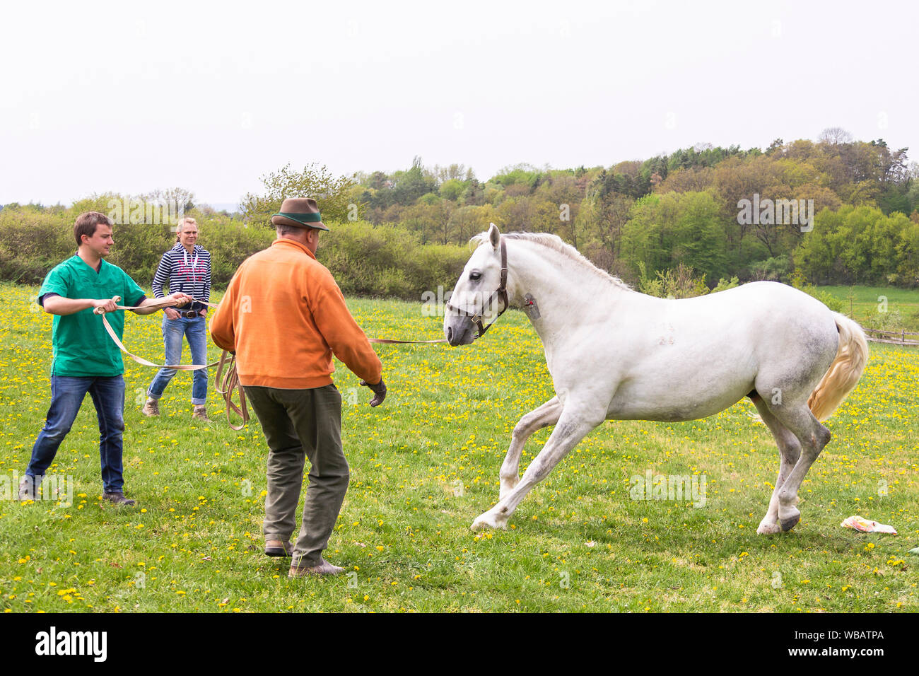 Lipizzan. La castrazione di uno stallone. Il veterinario e di assistenti alla ricerca dopo il cavallo che tenta di alzarsi in piedi. Germania Foto Stock