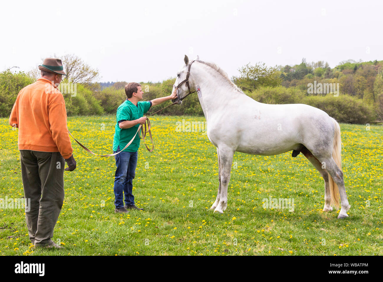 Lipizzan. La castrazione di uno stallone. Il veterinario e cercando di helper dopo il cavallo che sorge dopo essere stati anestetizzati. Germania Foto Stock