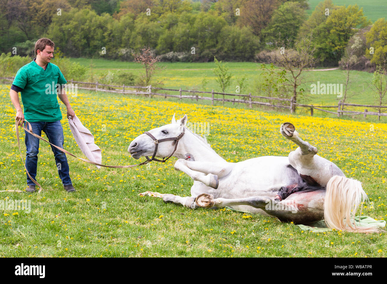 Lipizzan. La castrazione di uno stallone. Il veterinario guarda dopo il cavallo che tenta di alzarsi in piedi. Germania Foto Stock
