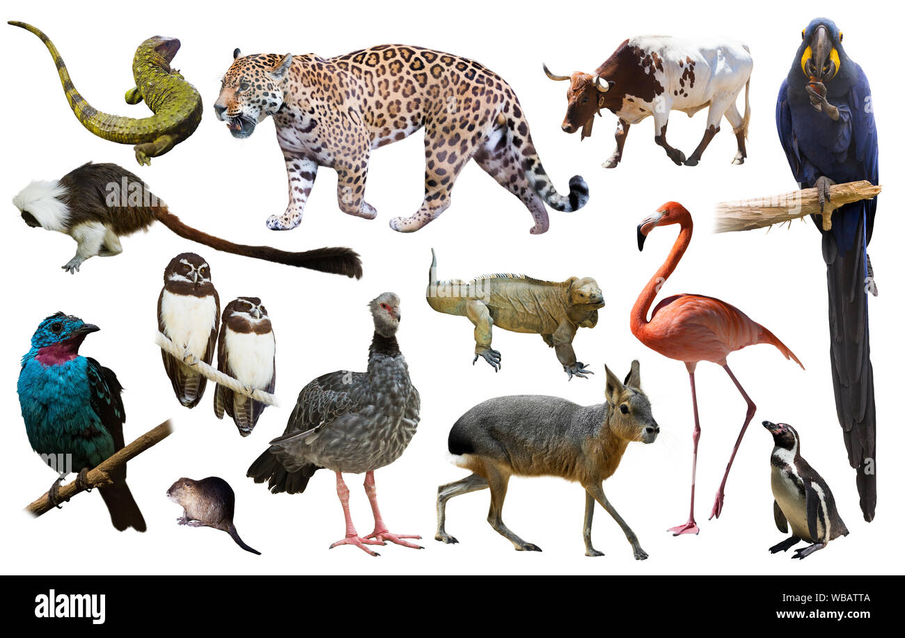 Set di South American animali. Isolato su sfondo bianco Foto Stock