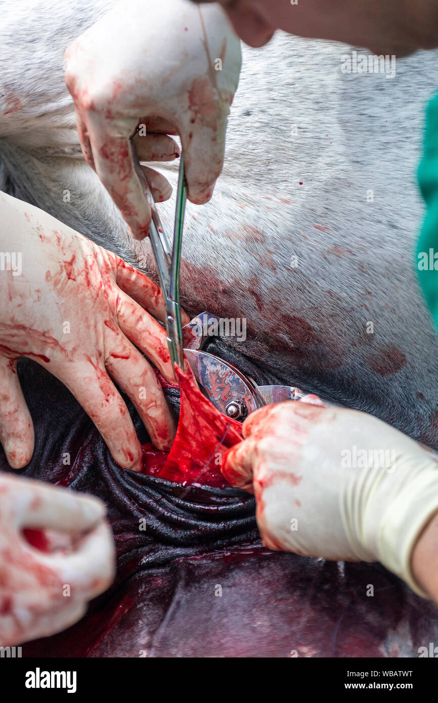 Lipizzan. La castrazione di uno stallone. Germania Foto Stock