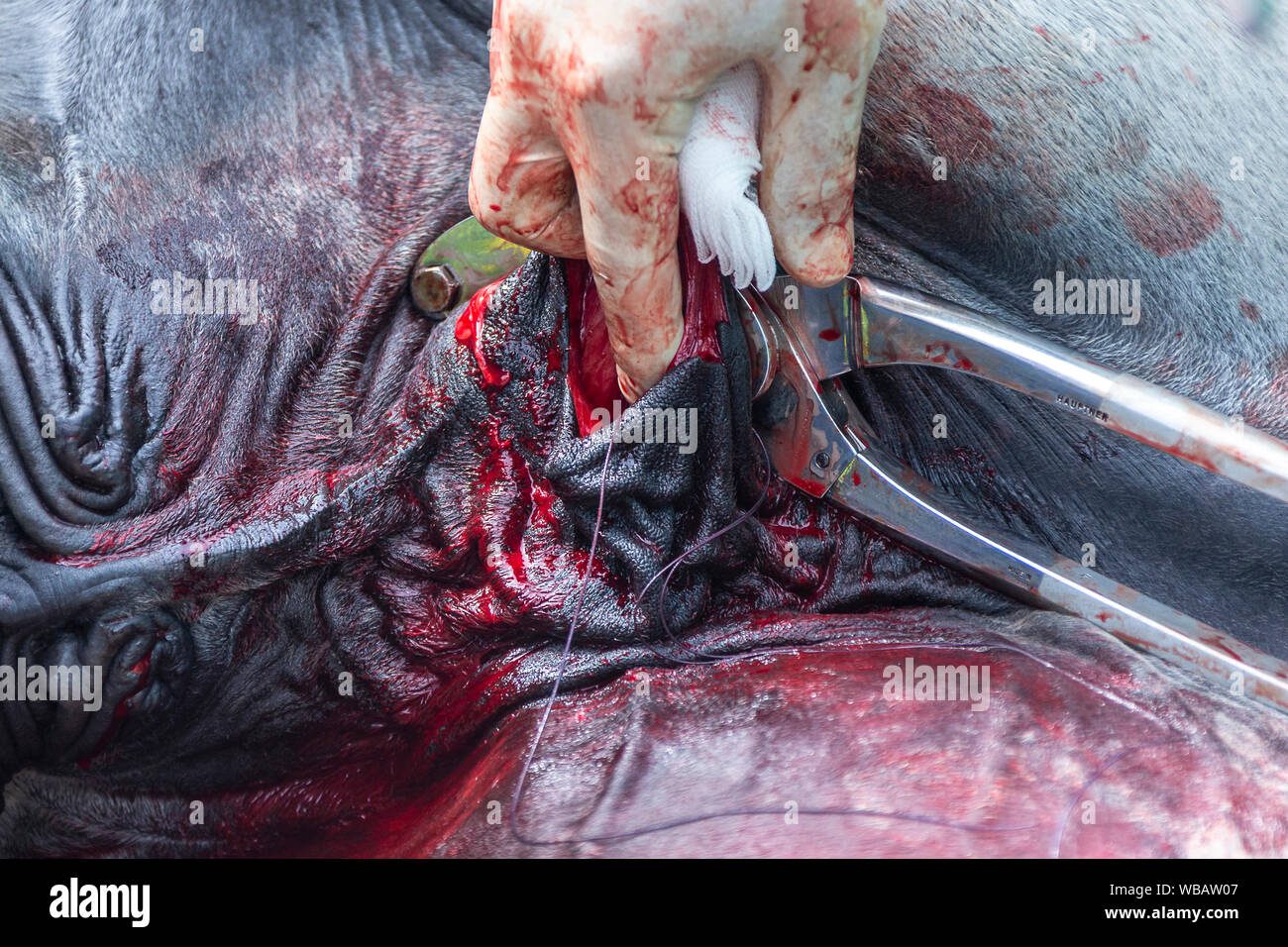 Lipizzan. La castrazione di uno stallone. Germania Foto Stock