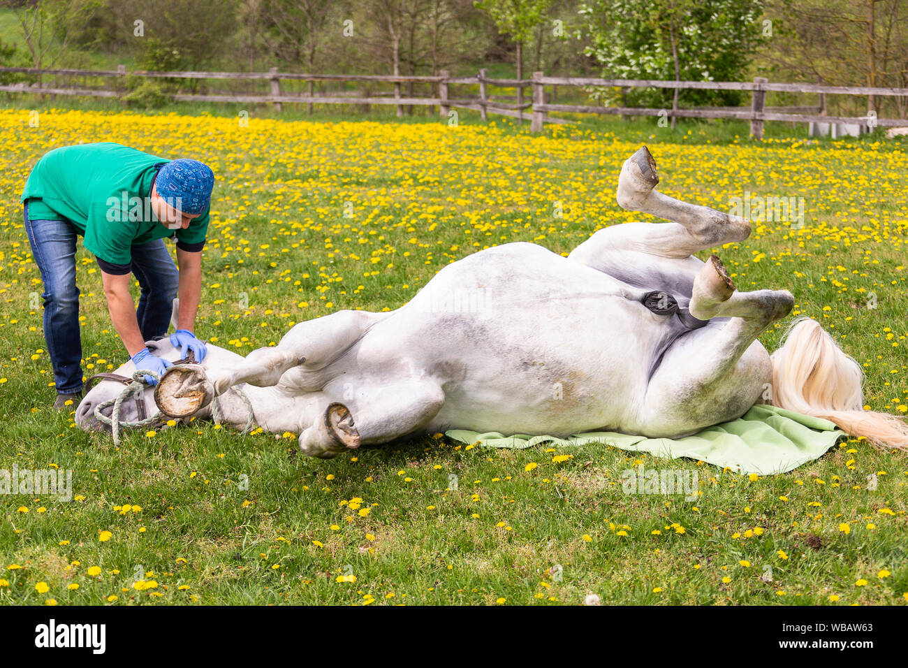 Lipizzan. La castrazione di uno stallone. Il veterinario guarda dopo il cavallo anestetizzati. Germania Foto Stock