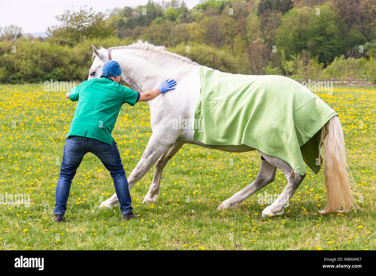 Lipizzan. La castrazione di uno stallone. Il veterinario guarda dopo il cavallo anestetizzati. Germania Foto Stock