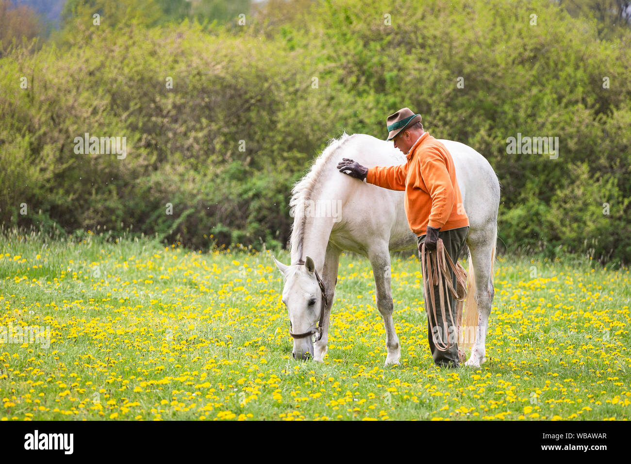 Lipizzan. Proprietario Eberhard Weiss consola il suo stallone dopo un'operazione. Germania Foto Stock