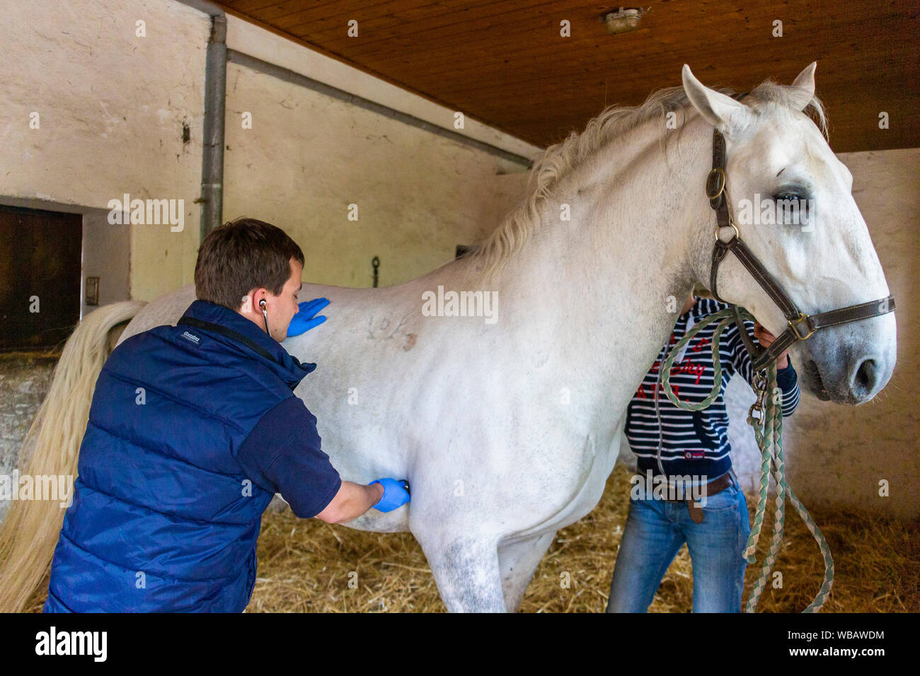 Lipizzan. La castrazione di uno stallone. Il veterinario esamina lo stallone. Germania Foto Stock
