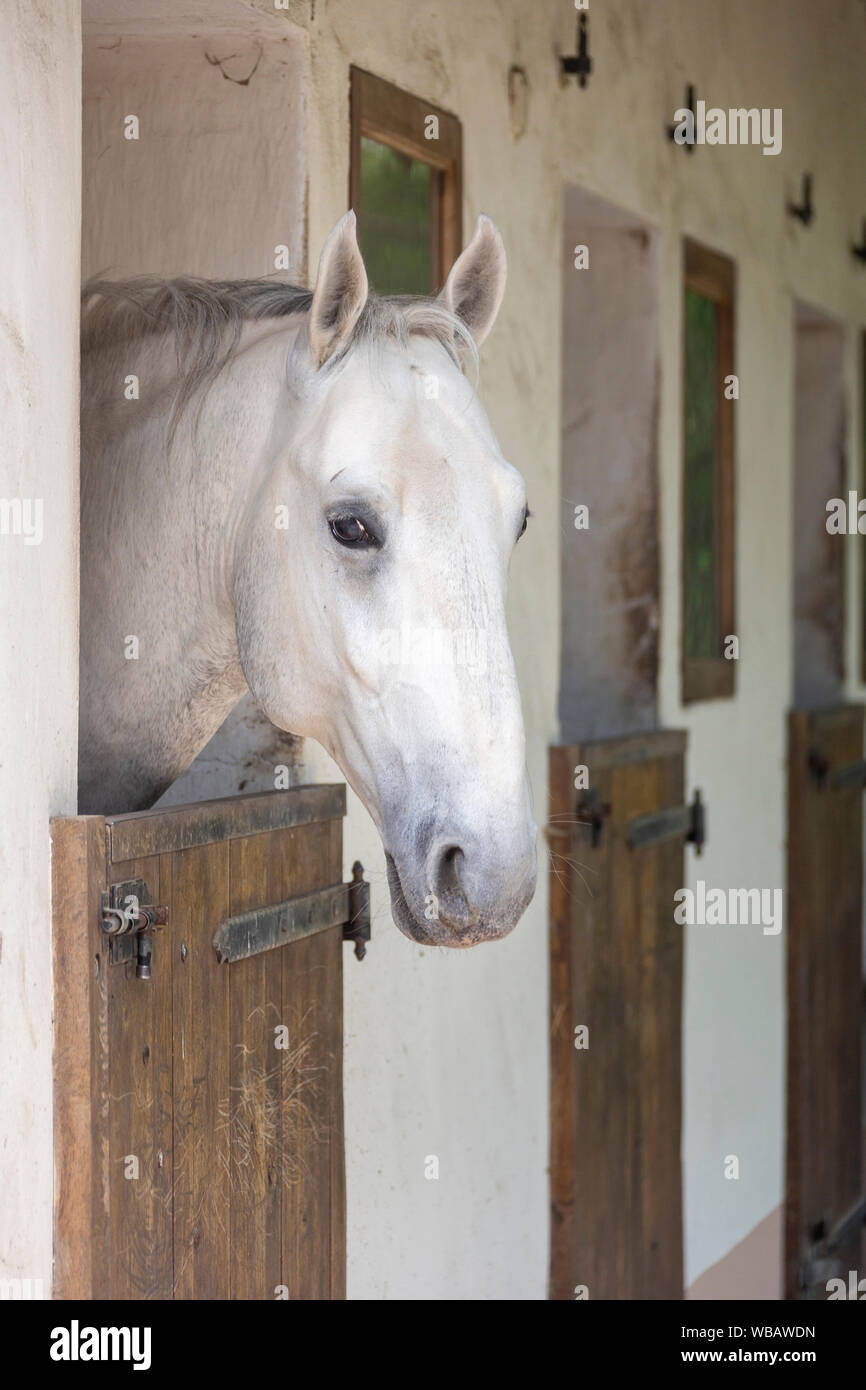 Lipizzan. Cavallo. Stallone guardando fuori dalla sua scatola. Germania Foto Stock