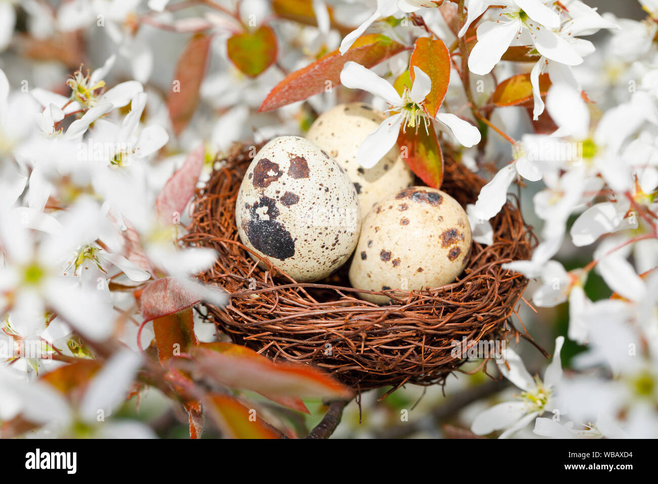 Nido con tre uova (Comune quaglie) in fioritura Serviceberry europea (Amelanchier Ovalis). Svizzera Foto Stock