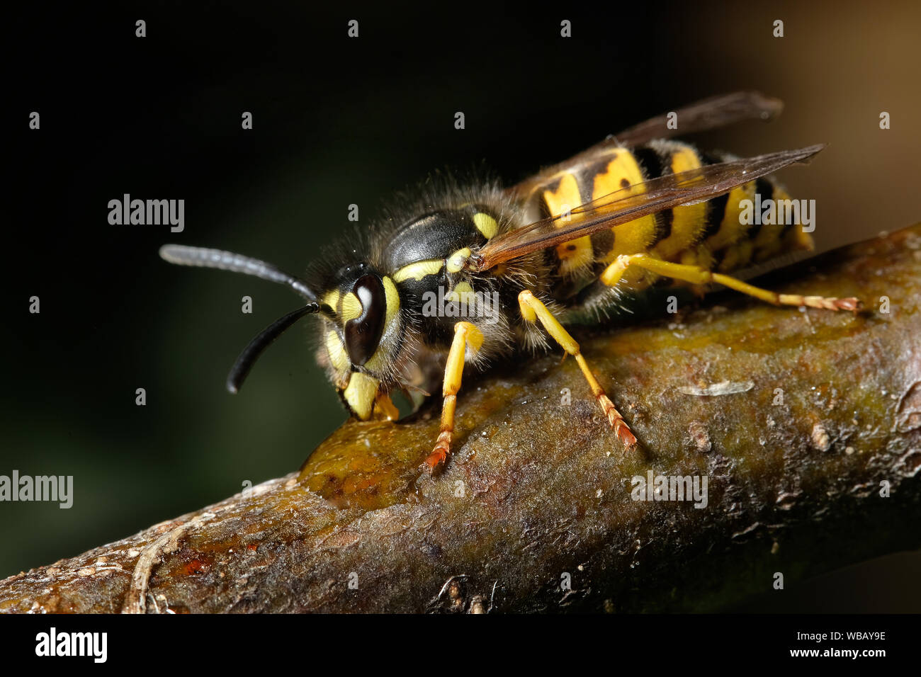 Wasp alimentando in casa Urban garden. Foto Stock