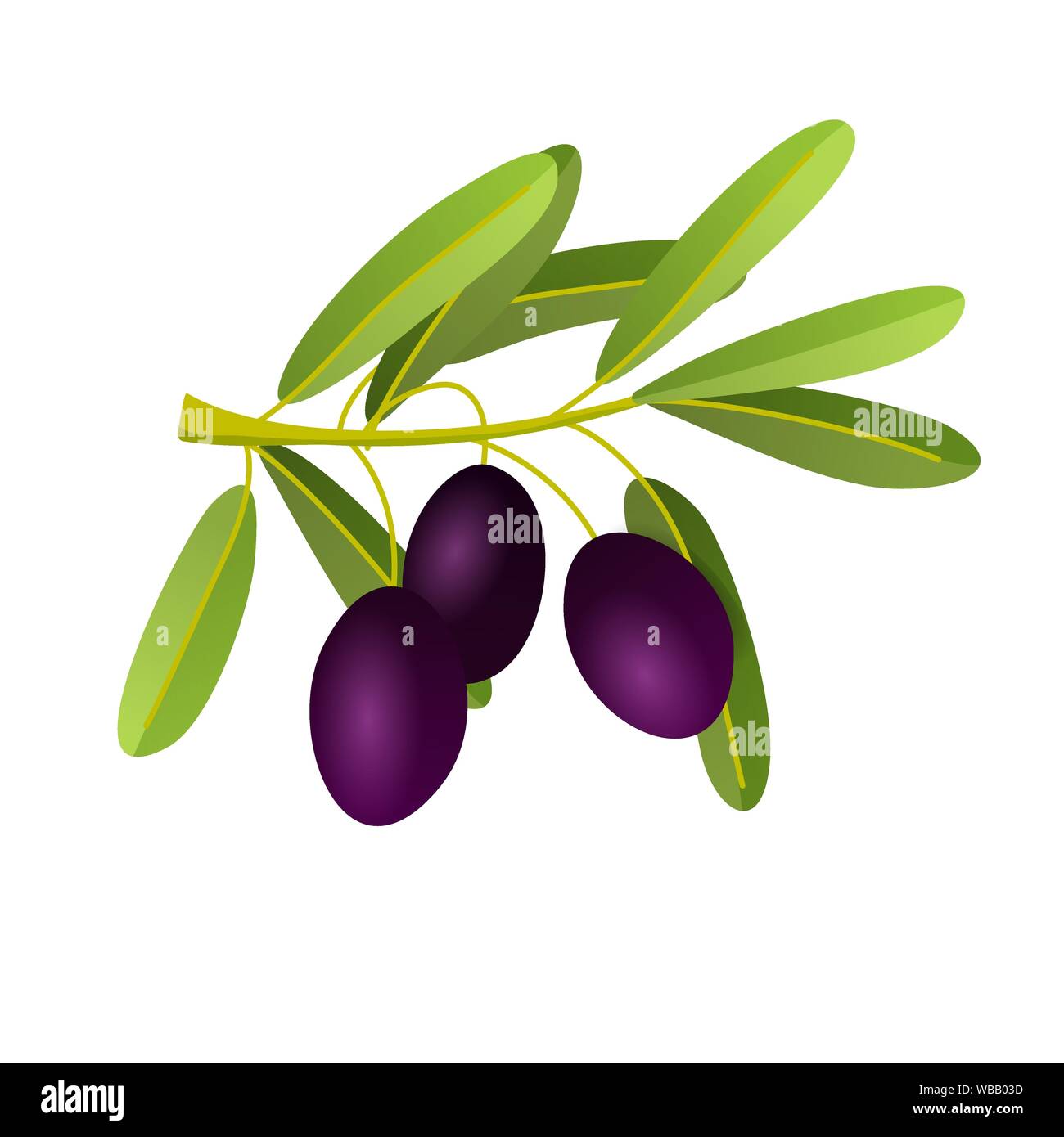 Illustrazione piana di olive nere il ramo isolato su sfondo bianco. Per cosmetici naturali, olio d'oliva, prodotti sanitari. Illustrazione Vettoriale Illustrazione Vettoriale