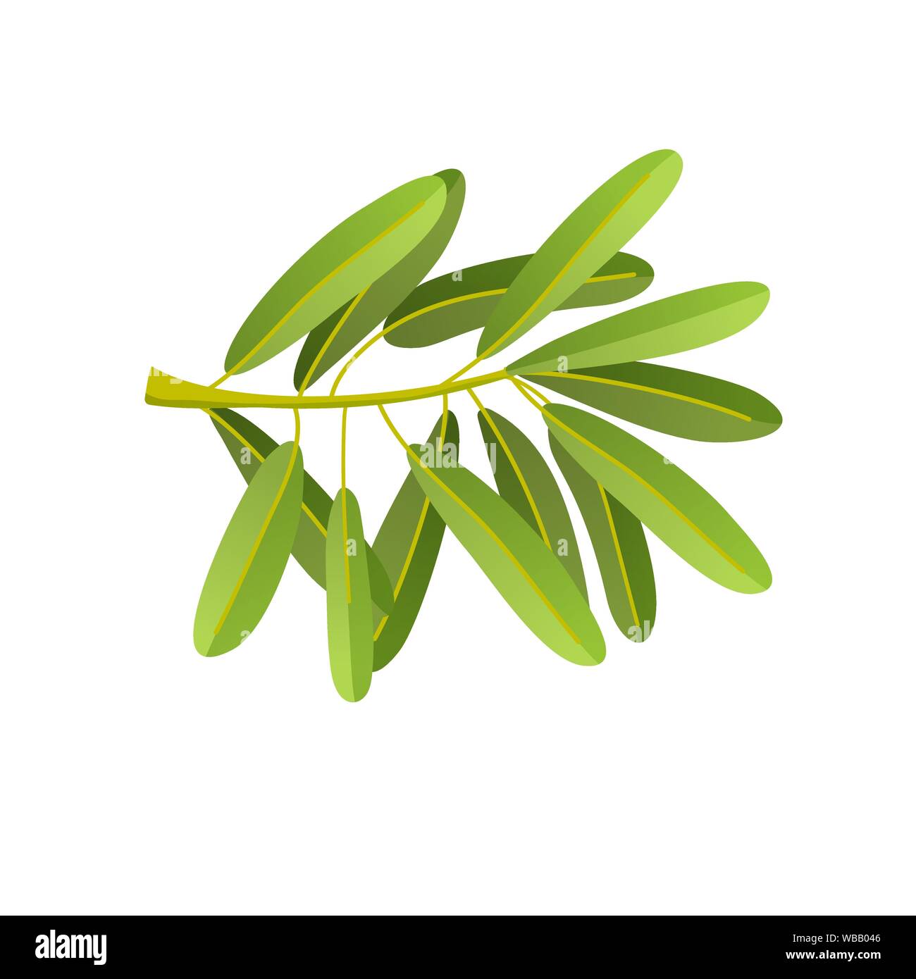 Illustrazione piana di olive branch isolati su sfondo bianco. Per cosmetici naturali, olio d'oliva, prodotti sanitari. Illustrazione Vettoriale Illustrazione Vettoriale