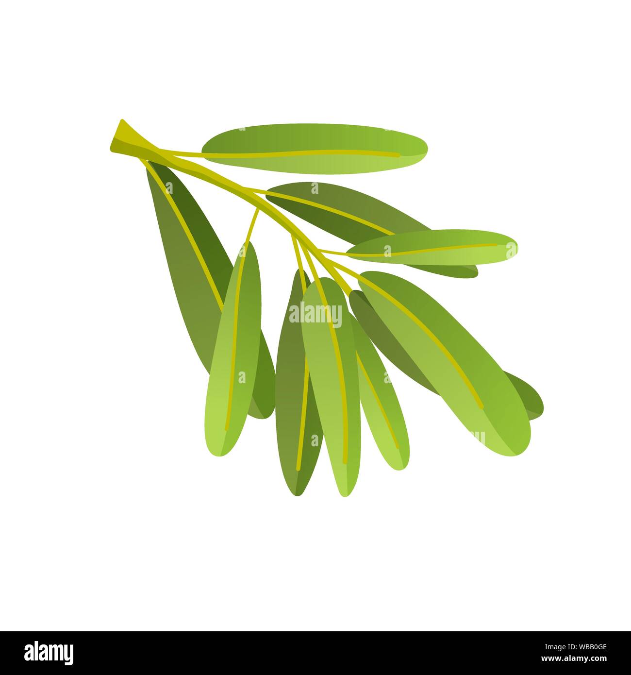 Illustrazione piana di olive branch isolati su sfondo bianco. Per cosmetici naturali, olio d'oliva, prodotti sanitari. Illustrazione Vettoriale Illustrazione Vettoriale