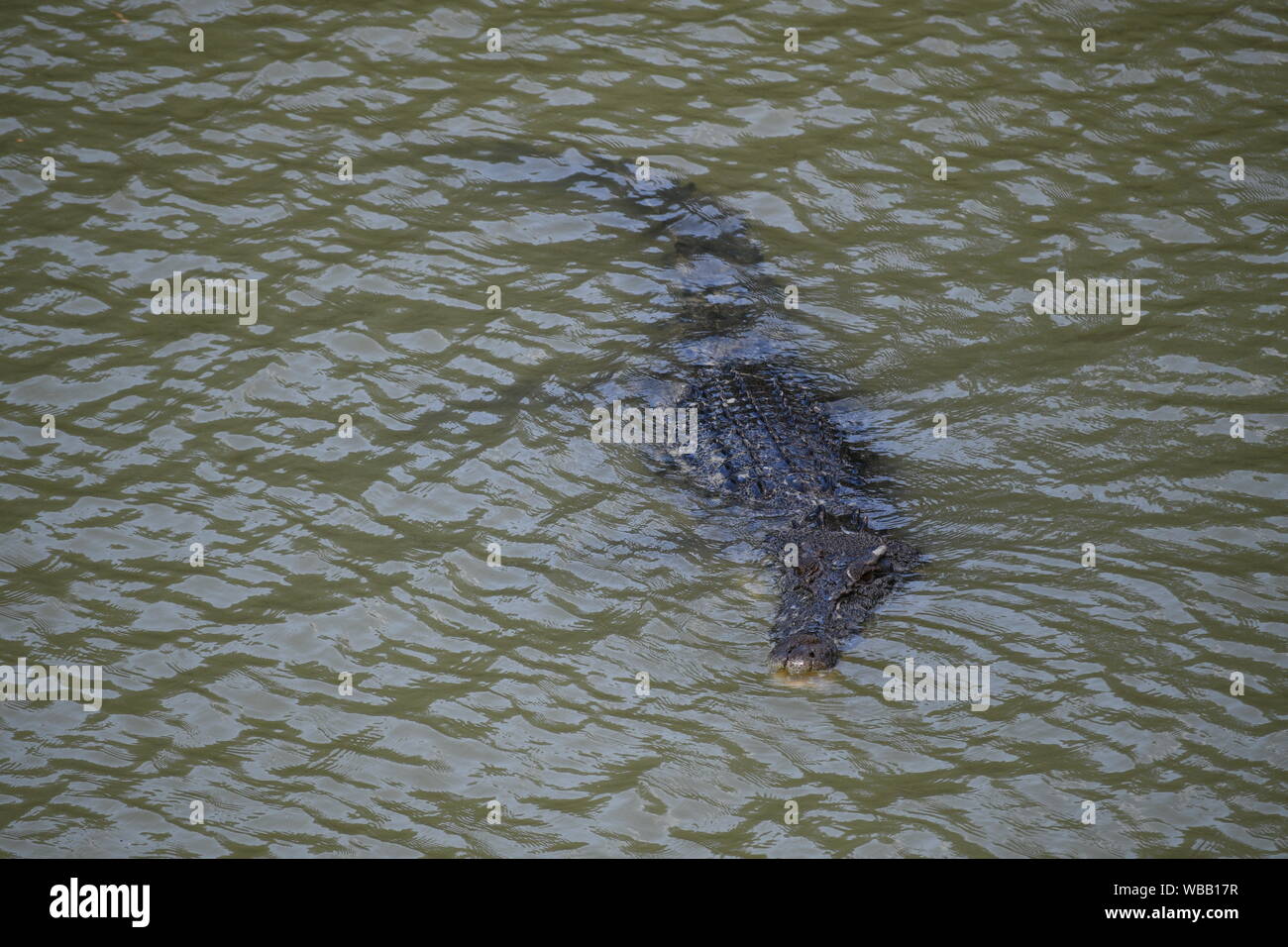 Coccodrillo di acqua salata, East Alligator River, Arnhem Land, Territorio del Nord, l'Australia Foto Stock