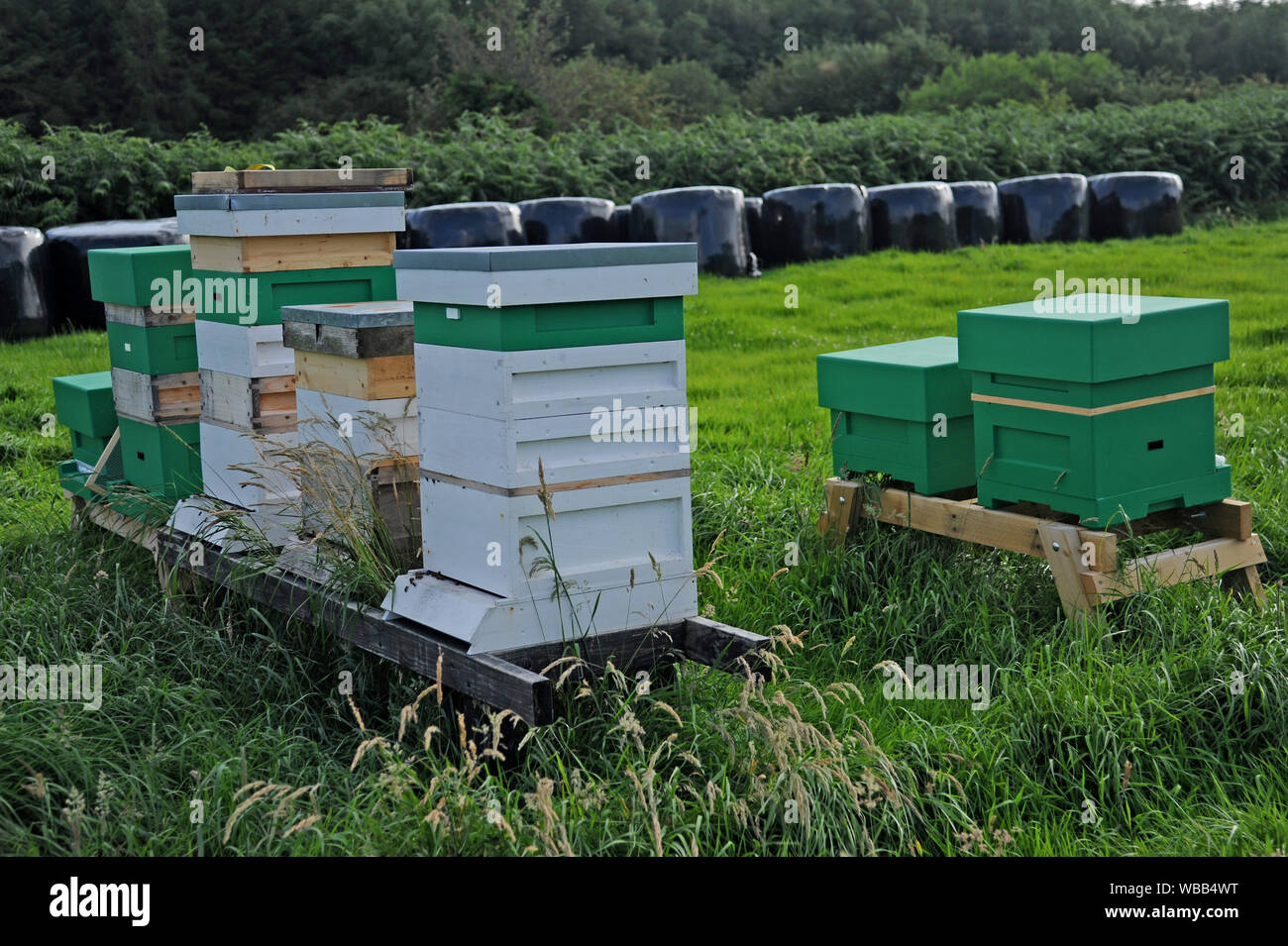 Alveari in legno impilati in un campo. Foto Stock