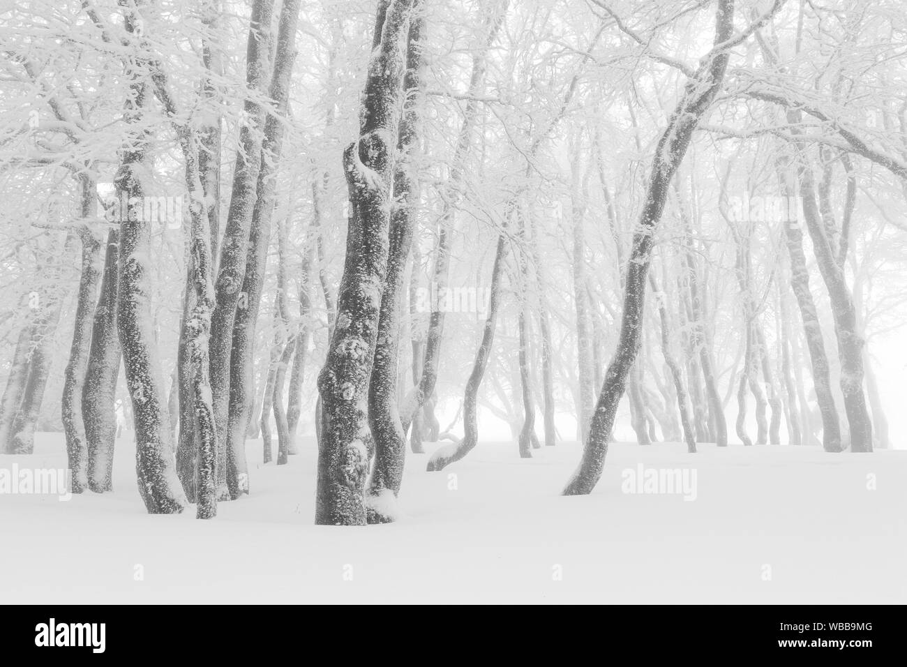 Comune di faggio (Fagus sylvatica). Foresta in caso di nebbia fitta. Svizzera Foto Stock