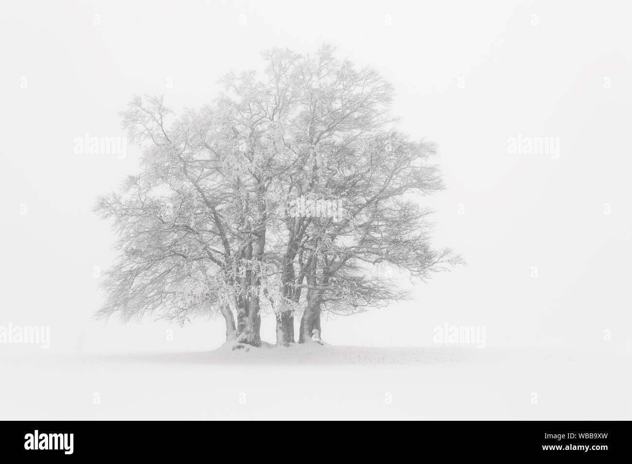 Comune di faggio (Fagus sylvatica). Gruppo di alberi in caso di nebbia fitta. Svizzera Foto Stock
