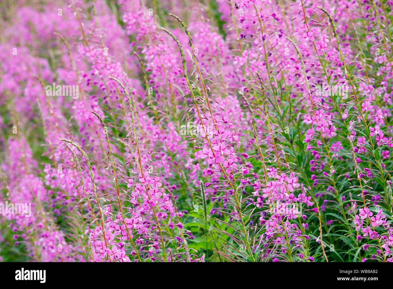 Fireweed, Rosebay Willow Herb (Epilobium hirsutum), fioritura di stand. Svizzera Foto Stock