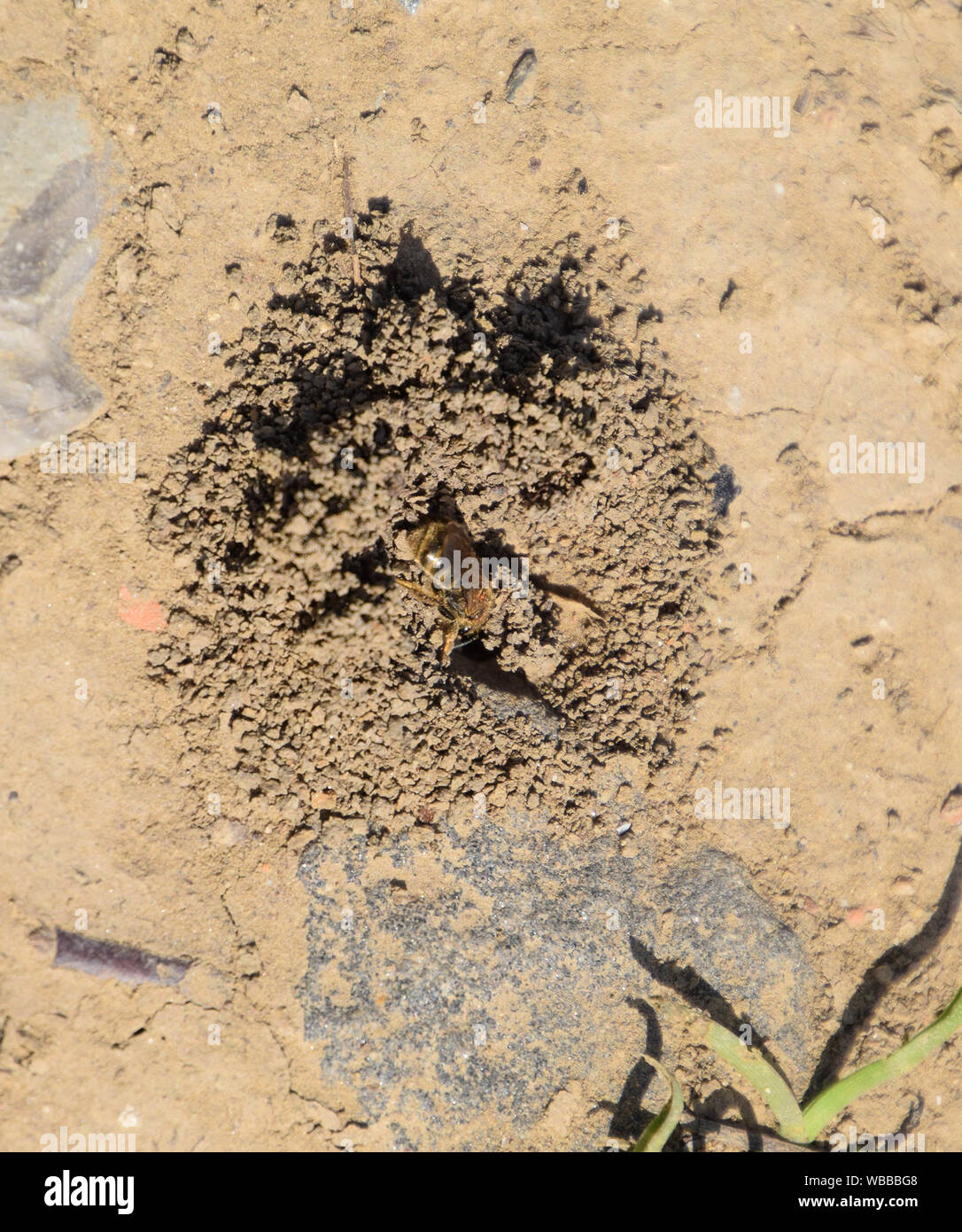 Ape Andrena all'ingresso per il suo nido. Unico imenotteri. Foto Stock