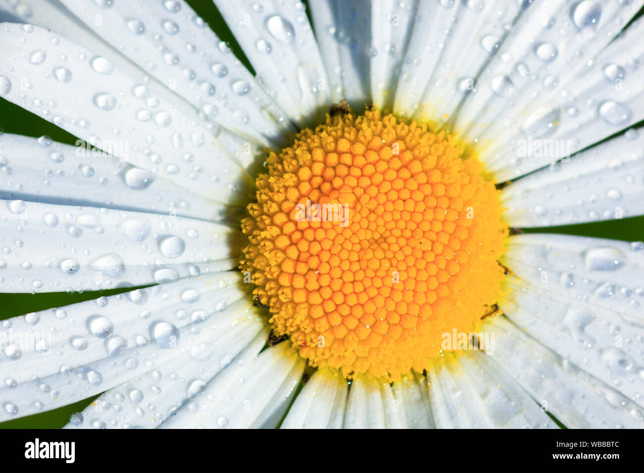 Margherita occhio di bue, Moon Daisy (Leucanthemum vulgare). Unico fiore con gocce di rugiada. Svizzera Foto Stock
