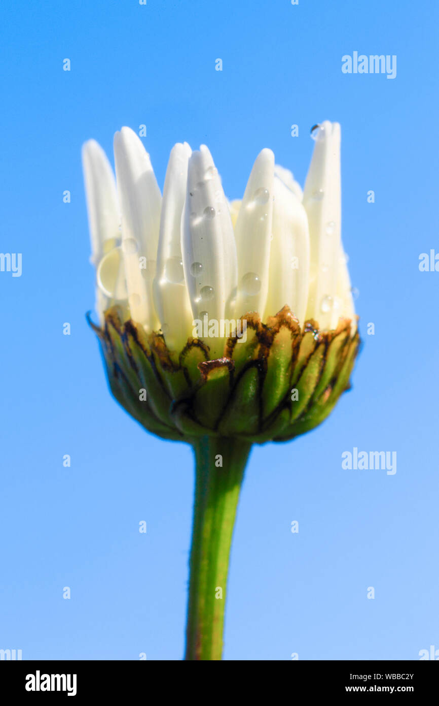 Margherita occhio di bue, Moon Daisy (Leucanthemum vulgare), unico fiore chiuso. Svizzera Foto Stock