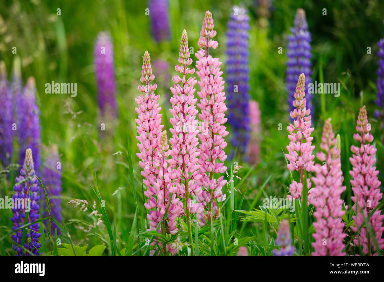 Giardino Lupin (Lupinus polyphyllus), fioritura in rosa e in blu, Svizzera Foto Stock
