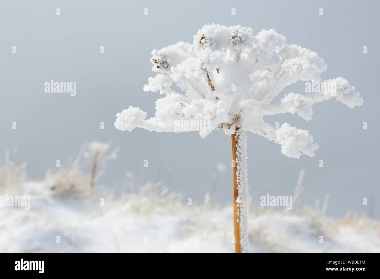 Cerfoglio Anthriscus (sp). Ombrella innevati in inverno. Svizzera Foto Stock