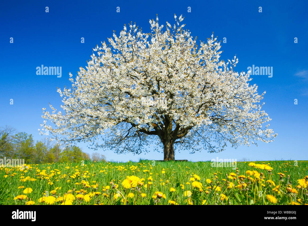 Fioritura Ciliegio (Prunus avium) in primavera. Svizzera Foto Stock