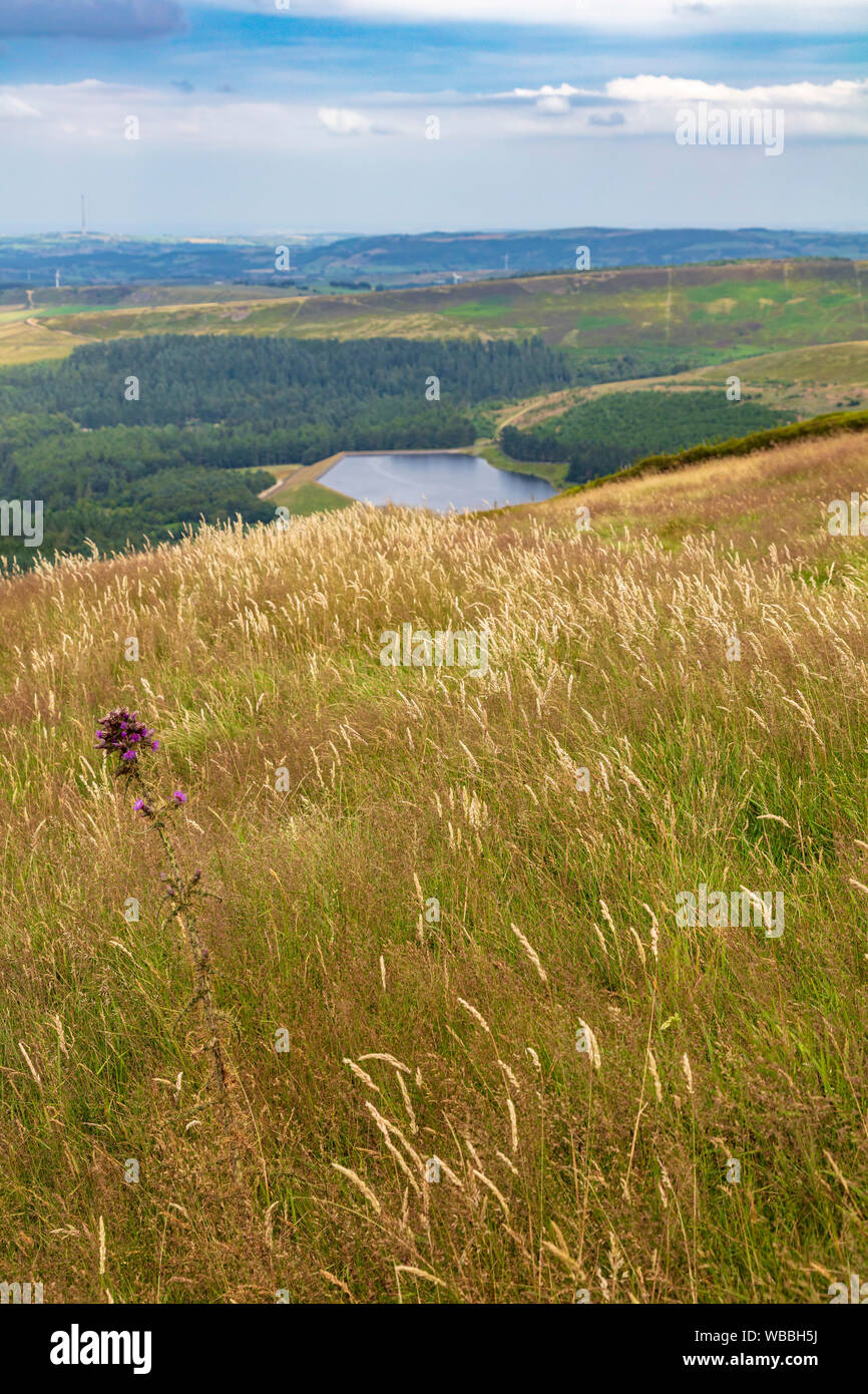 Un unico viola thistle spicca tra le erbe di essiccamento sopra Yateholme serbatoio, facendo una bella vista su un giorno nebuloso, Holme, West Yorkshire, Regno Unito Foto Stock