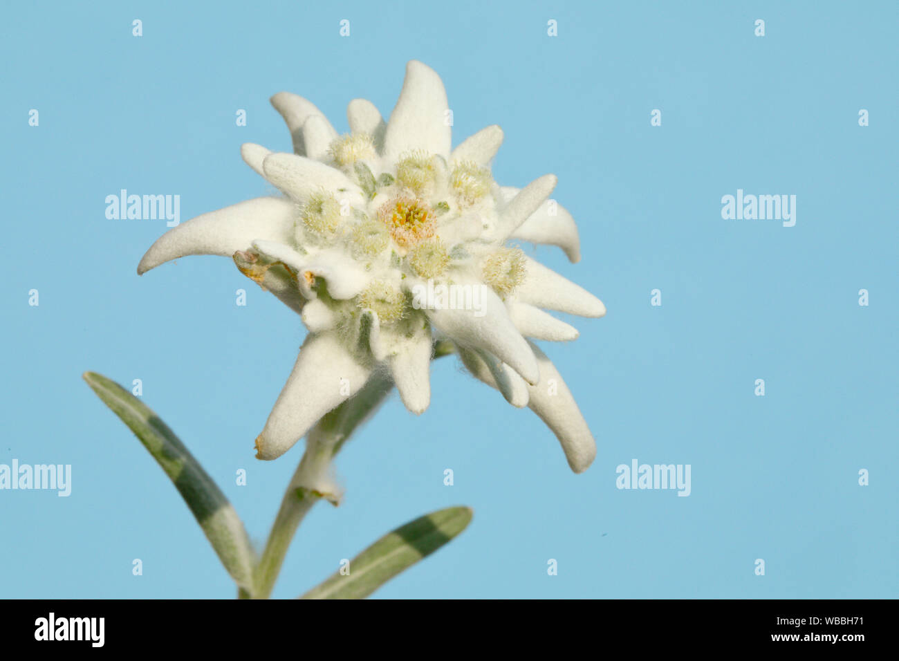 Edelweiss (Leontopodium nivale alpinum), levetta di fioritura. Svizzera Foto Stock