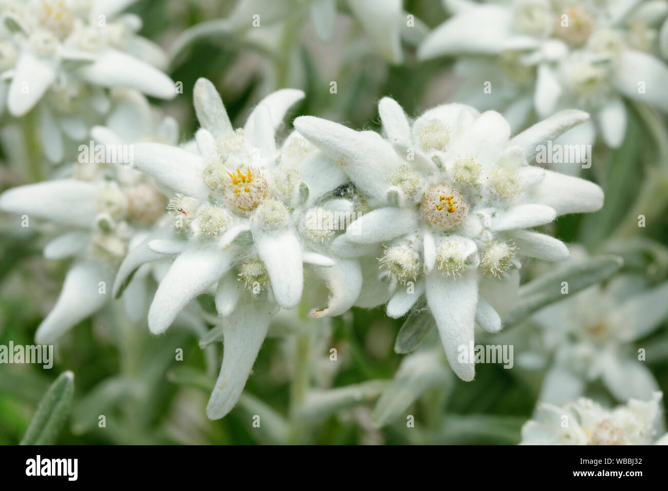 Edelweiss (Leontopodium nivale alpinum), la fioritura delle piante. Svizzera Foto Stock