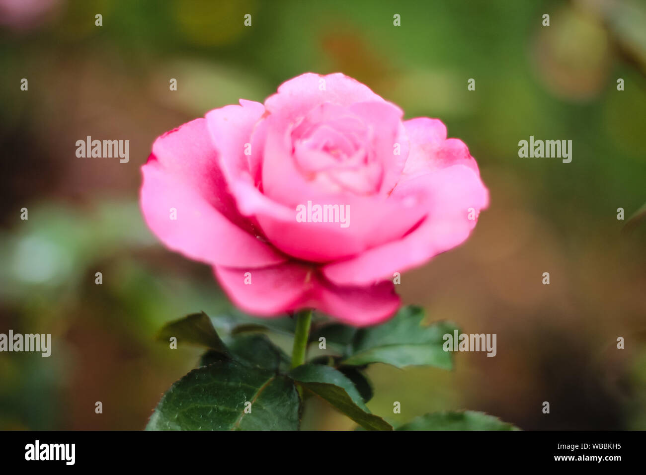 Malva ibrido di colore rosa Tea 'Royal' ametista Foto Stock