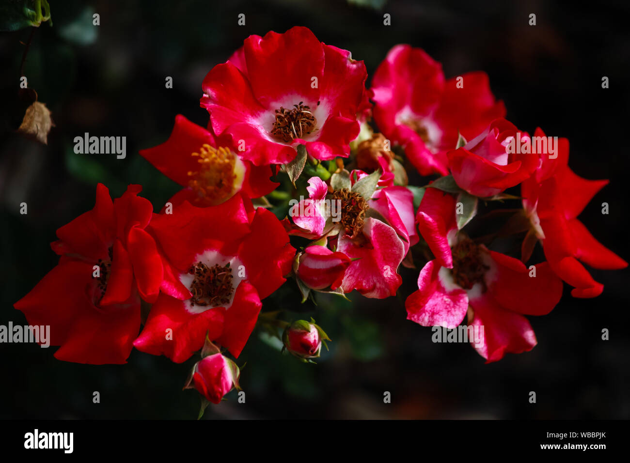 Rosa "spirito spensierato " è una Floribunda rose - un ottimo paesaggio vegetale Foto Stock