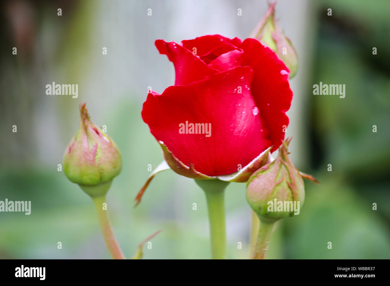 Bocciolo di rosa rossa 'Dsu Juan' un ibrido tè rosa rampicante Foto Stock