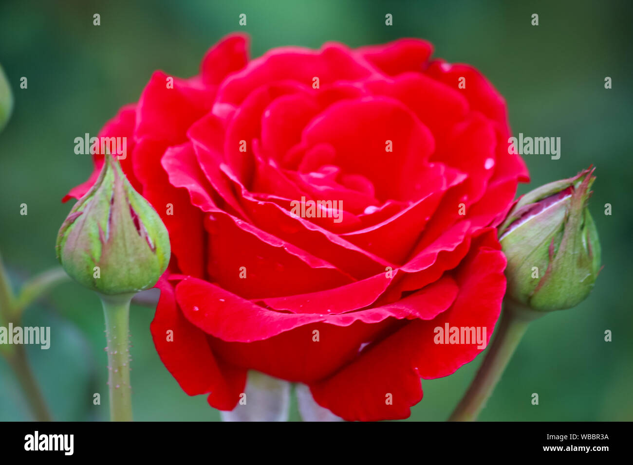 Rosa 'Dsu Juan' - a fiore grande rosa rampicante con fragranti, rosso scuro, fiori doppi Foto Stock