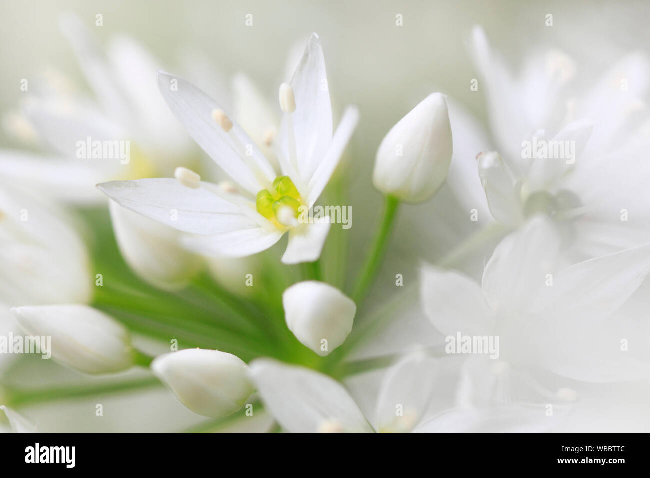 Ramsons, legno l'aglio (Allium ursinum). Close-up di fiori. Sihlwald, Svizzera Foto Stock