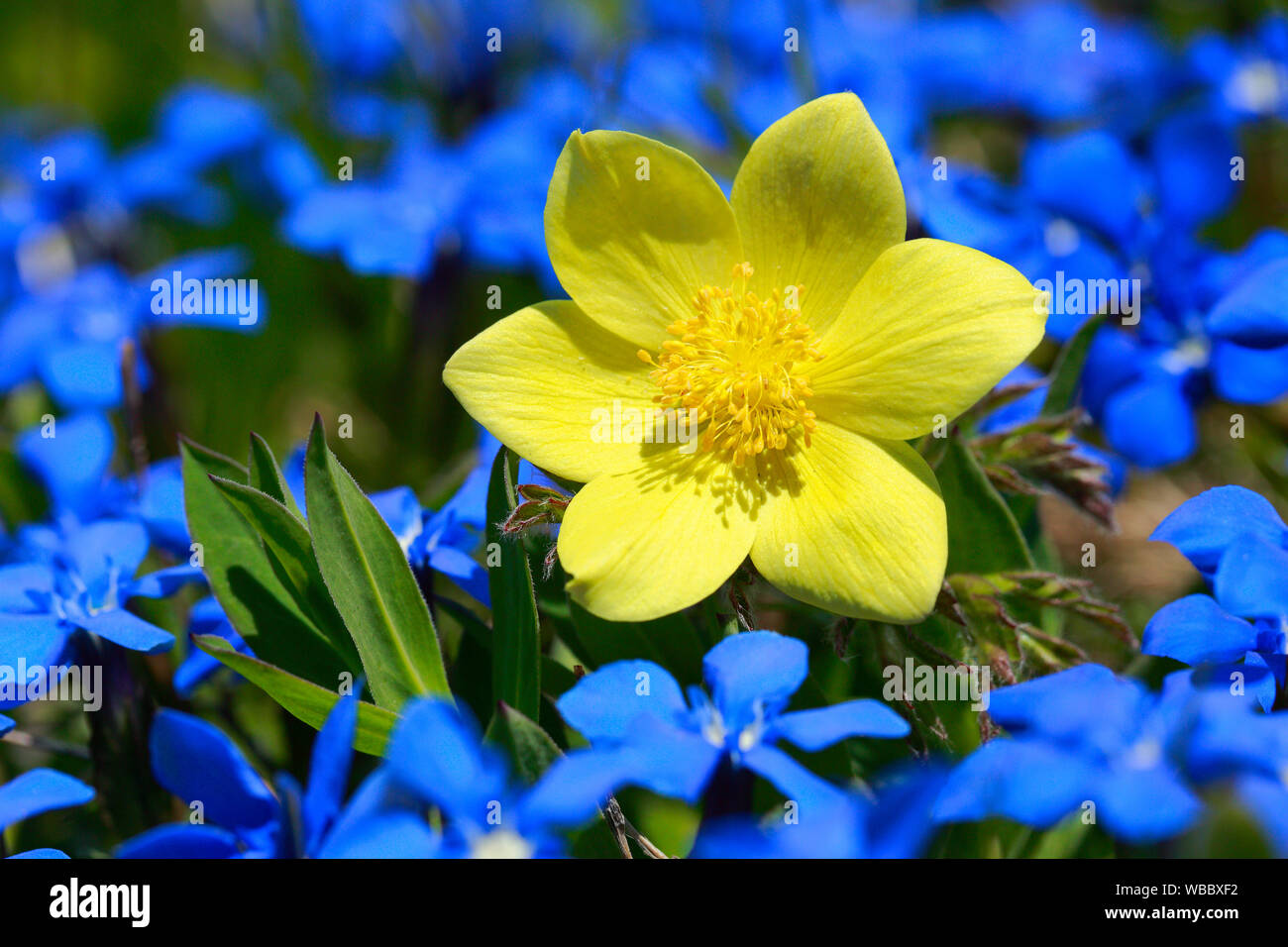 Alpine (Pasqueflower Pulsatilla alpina ssp. apiifolia). Unico fiore tra fiori di genziana. Svizzera Foto Stock