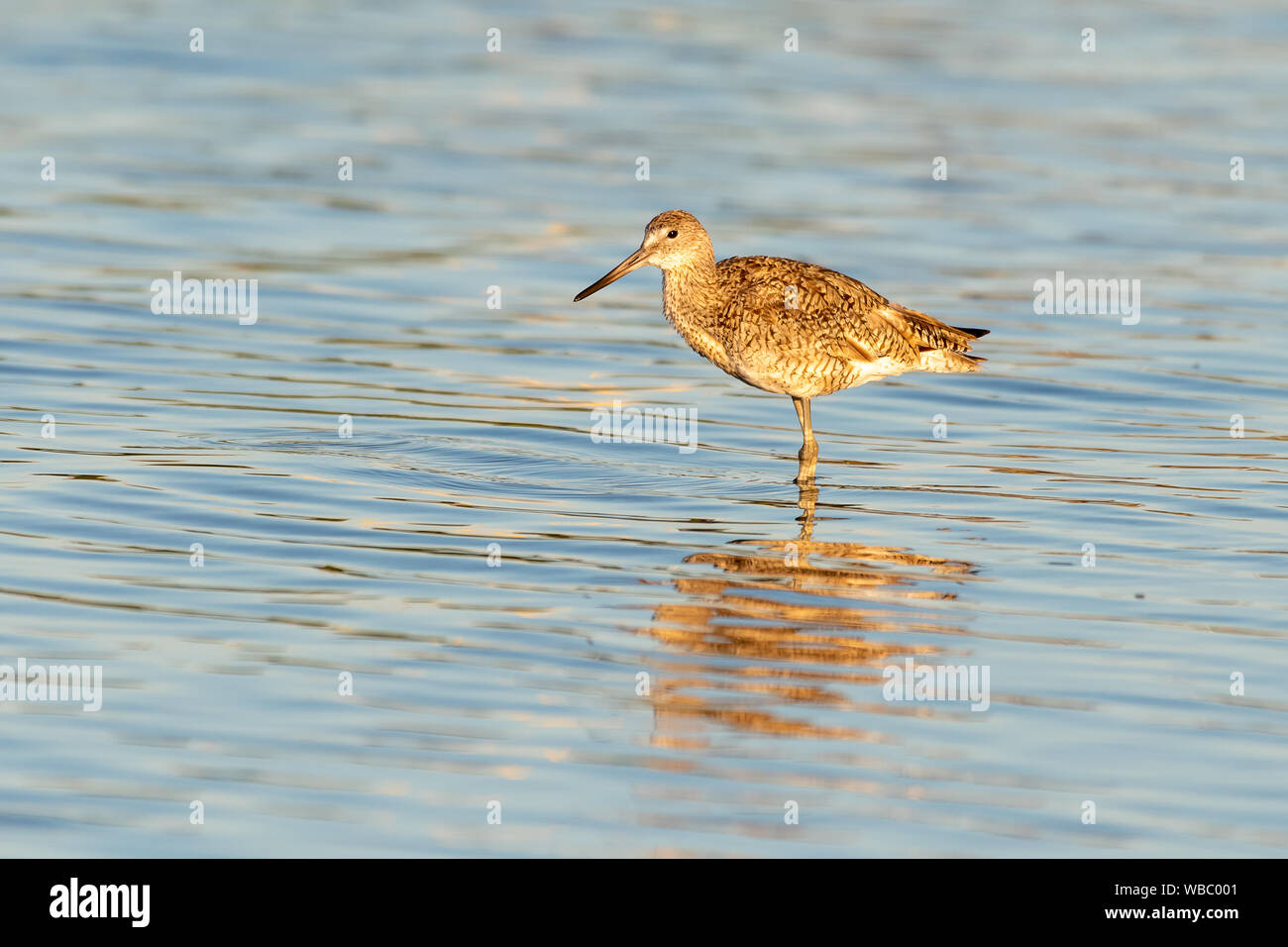A breve verrà addebitato il dowitcher wading sulle rive del Golfo del Messico in Florida, Stati Uniti d'America Foto Stock